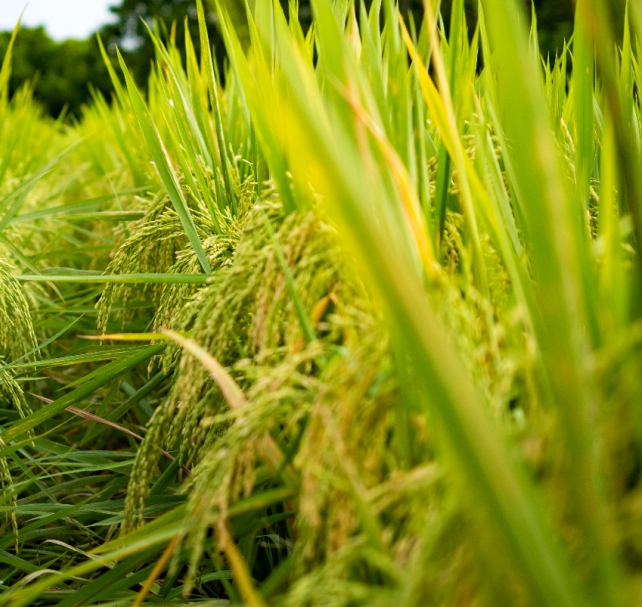 ���ۡ������������ӽ�ˮ�����гɹ�50����ѧ�����л�۽�