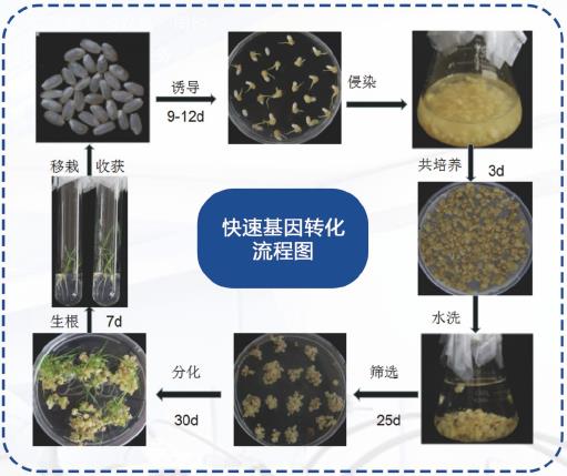 1625833909174967.jpg 1.jpg